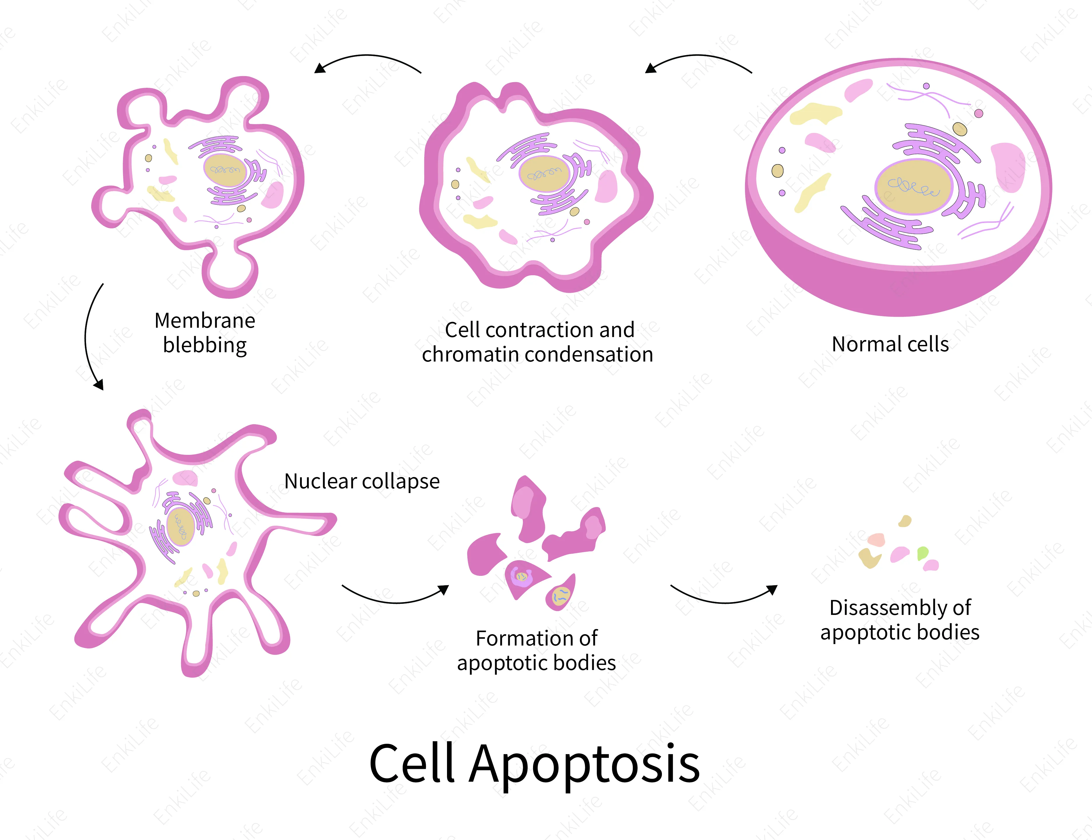 Cell proliferation